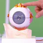 дементьев дементьев